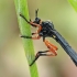 Orange-legged Robberfly - Dioctria oelandica | Fotografijos autorius : Gintautas Steiblys | © Macronature.eu | Macro photography web site