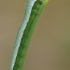 Orange-tip - Anthocharis cardamines, catterpilar | Fotografijos autorius : Gintautas Steiblys | © Macrogamta.lt | Šis tinklapis priklauso bendruomenei kuri domisi makro fotografija ir fotografuoja gyvąjį makro pasaulį.