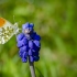 Orange-tip | Fotografijos autorius : Darius Baužys | © Macronature.eu | Macro photography web site