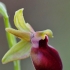 Ofris - Ophrys helenae | Fotografijos autorius : Nomeda Vėlavičienė | © Macrogamta.lt | Šis tinklapis priklauso bendruomenei kuri domisi makro fotografija ir fotografuoja gyvąjį makro pasaulį.