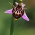 Ofris - Ophrys scolopax | Fotografijos autorius : Gintautas Steiblys | © Macrogamta.lt | Šis tinklapis priklauso bendruomenei kuri domisi makro fotografija ir fotografuoja gyvąjį makro pasaulį.