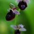 Ofris - Ophrys ferrum-equinum | Fotografijos autorius : Nomeda Vėlavičienė | © Macrogamta.lt | Šis tinklapis priklauso bendruomenei kuri domisi makro fotografija ir fotografuoja gyvąjį makro pasaulį.