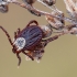 Ornate Cow Tick - Dermacentor reticulatus  | Fotografijos autorius : Arūnas Eismantas | © Macronature.eu | Macro photography web site