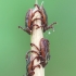 Ornate Cow Tick - Dermacentor reticulatus | Fotografijos autorius : Arūnas Eismantas | © Macrogamta.lt | Šis tinklapis priklauso bendruomenei kuri domisi makro fotografija ir fotografuoja gyvąjį makro pasaulį.