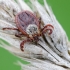 Ornate Cow Tick - Dermacentor reticulatus | Fotografijos autorius : Darius Baužys | © Macronature.eu | Macro photography web site