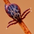 Ornate Cow Tick - Dermacentor reticulatus | Fotografijos autorius : Lukas Jonaitis | © Macronature.eu | Macro photography web site