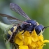 Ornate-tailed Digger Wasp - Cerceris rybyensis ♀ | Fotografijos autorius : Žilvinas Pūtys | © Macronature.eu | Macro photography web site