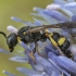 Ornate-tailed Digger Wasp - Cerceris rybyensis ♂ | Fotografijos autorius : Žilvinas Pūtys | © Macronature.eu | Macro photography web site