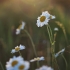 Ox-eye Daisy – Leucanthemum vulgare | Fotografijos autorius : Agnė Našlėnienė | © Macronature.eu | Macro photography web site