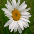 Ox-eye Daisy - Leucanthemum vulgare | Fotografijos autorius : Aleksandras Stabrauskas | © Macronature.eu | Macro photography web site