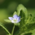 Pūdyminė veronika - Veronica agrestis | Fotografijos autorius : Agnė Našlėnienė | © Macrogamta.lt | Šis tinklapis priklauso bendruomenei kuri domisi makro fotografija ir fotografuoja gyvąjį makro pasaulį.