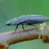 Pūkuotasis spragšis - Cidnopus pilosus | Fotografijos autorius : Romas Ferenca | © Macrogamta.lt | Šis tinklapis priklauso bendruomenei kuri domisi makro fotografija ir fotografuoja gyvąjį makro pasaulį.