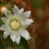 Pailgoji mamiliarija - Mammillaria elongata | Fotografijos autorius : Gintautas Steiblys | © Macrogamta.lt | Šis tinklapis priklauso bendruomenei kuri domisi makro fotografija ir fotografuoja gyvąjį makro pasaulį.