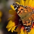 Painted Lady - Vanessa cardui | Fotografijos autorius : Nomeda Vėlavičienė | © Macronature.eu | Macro photography web site