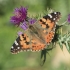 Painted Lady - Vanessa cardui | Fotografijos autorius : Gintautas Steiblys | © Macronature.eu | Macro photography web site