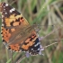 Painted Lady - Vanessa cardui | Fotografijos autorius : Gintautas Steiblys | © Macronature.eu | Macro photography web site