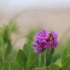 Pajūrinis pelėžirnis – Lathyrus japonicus var. maritimus | Fotografijos autorius : Agnė Našlėnienė | © Macrogamta.lt | Šis tinklapis priklauso bendruomenei kuri domisi makro fotografija ir fotografuoja gyvąjį makro pasaulį.