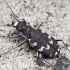 Pajūrio šoklys - Cicindela maritima | Fotografijos autorius : Kazimieras Martinaitis | © Macrogamta.lt | Šis tinklapis priklauso bendruomenei kuri domisi makro fotografija ir fotografuoja gyvąjį makro pasaulį.