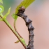 Pale Brindled Beauty - Phigalia pilosaria, caterpillar | Fotografijos autorius : Arūnas Eismantas | © Macronature.eu | Macro photography web site