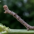 Pale Brindled Beauty - Phigalia pilosaria, caterpillar | Fotografijos autorius : Oskaras Venckus | © Macronature.eu | Macro photography web site