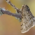 Pale Brindled Beauty - Phigalia pilosaria | Fotografijos autorius : Arūnas Eismantas | © Macronature.eu | Macro photography web site