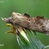 Pale Prominent - Pterostoma palpina  | Fotografijos autorius : Gintautas Steiblys | © Macronature.eu | Macro photography web site
