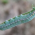 Pale Prominent - Pterostoma palpina, caterpillar | Fotografijos autorius : Romas Ferenca | © Macronature.eu | Macro photography web site