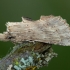 Pale Prominent - Pterostoma palpina | Fotografijos autorius : Žilvinas Pūtys | © Macronature.eu | Macro photography web site
