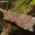 Pale Prominent - Pterostoma palpina | Fotografijos autorius : Algirdas Vilkas | © Macronature.eu | Macro photography web site