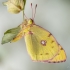 Dirvinis gelsvys - Colias hyale | Fotografijos autorius : Eglė Vičiuvienė | © Macronature.eu | Macro photography web site