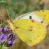 Dirvinis gelsvys - Colias hyale | Fotografijos autorius : Oskaras Venckus | © Macronature.eu | Macro photography web site