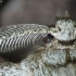 Pilkasis žievėsprindis - Hypomecis punctinalis ♂ | Fotografijos autorius : Vidas Brazauskas | © Macronature.eu | Macro photography web site