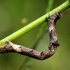 Pale oak beauty - Hypomecis punctinalis, catterpilar | Fotografijos autorius : Ramunė Vakarė | © Macronature.eu | Macro photography web site