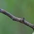 Pale oak beauty - Hypomecis punctinalis, catterpilar | Fotografijos autorius : Gintautas Steiblys | © Macronature.eu | Macro photography web site