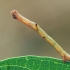 Pale oak beauty - Hypomecis punctinalis, juv. catterpilar | Fotografijos autorius : Gintautas Steiblys | © Macronature.eu | Macro photography web site