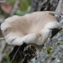 Pale oyster - Pleurotus pulmonarius | Fotografijos autorius : Vytautas Gluoksnis | © Macronature.eu | Macro photography web site