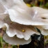 Pale oyster - Pleurotus pulmonarius | Fotografijos autorius : Darius Baužys | © Macronature.eu | Macro photography web site