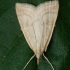 Pale straw pearl - Udea lutealis | Fotografijos autorius : Žilvinas Pūtys | © Macronature.eu | Macro photography web site