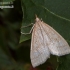 Pale straw pearl - Udea lutealis | Fotografijos autorius : Darius Baužys | © Macronature.eu | Macro photography web site