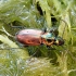 Palinis žvitražygis - Agonum ericeti | Fotografijos autorius : Vitalii Alekseev | © Macrogamta.lt | Šis tinklapis priklauso bendruomenei kuri domisi makro fotografija ir fotografuoja gyvąjį makro pasaulį.