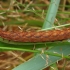 Palinis pelėdgalvis - Papestra biren, vikšras | Fotografijos autorius : Romas Ferenca | © Macrogamta.lt | Šis tinklapis priklauso bendruomenei kuri domisi makro fotografija ir fotografuoja gyvąjį makro pasaulį.