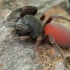 Palp-footed spider - Palpimanus sogdianus | Fotografijos autorius : Gintautas Steiblys | © Macronature.eu | Macro photography web site