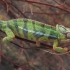 Panther chameleon - Furcifer pardalis | Fotografijos autorius : Gintautas Steiblys | © Macronature.eu | Macro photography web site