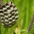 Paper wasp - Polistes nimpha, nest | Fotografijos autorius : Vidas Brazauskas | © Macronature.eu | Macro photography web site