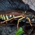 Paper wasp - Polistes nimpha | Fotografijos autorius : Žilvinas Pūtys | © Macronature.eu | Macro photography web site