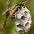 Paper wasp - Polistes nimpha | Fotografijos autorius : Gintautas Steiblys | © Macronature.eu | Macro photography web site