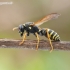 Paper wasp - Polistes nimpha | Fotografijos autorius : Aivaras Markauskas | © Macronature.eu | Macro photography web site