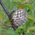 Paper wasp - Polistes nimpha | Fotografijos autorius : Darius Baužys | © Macronature.eu | Macro photography web site
