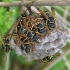 Paper wasps - Polistes nimpha | Fotografijos autorius : Vytautas Uselis | © Macronature.eu | Macro photography web site