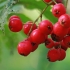 Paprastasis šermukšnis - Sorbus aucuparia | Fotografijos autorius : Gintautas Steiblys | © Macrogamta.lt | Šis tinklapis priklauso bendruomenei kuri domisi makro fotografija ir fotografuoja gyvąjį makro pasaulį.